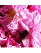 Argan  Rose de Damas